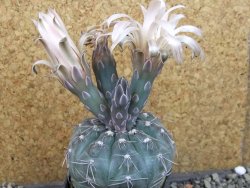 Gymnocalycium berchtii Chaňares, San Luis, pot 7 cm - 12405360