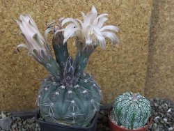 Gymnocalycium berchtii Chaňares, San Luis, pot 7 cm - 12405361