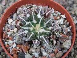 Ariocarpus kotschoubeyanus elephantidens Vista Hermosa pot 5,5 cm