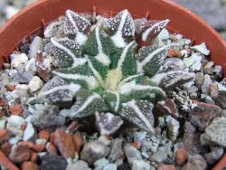 Ariocarpus kotschoubeyanus elephantidens Vista Hermosa pot 5,5 cm - 12405372
