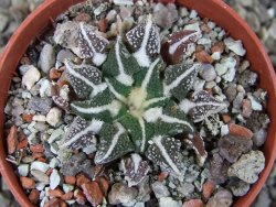 Ariocarpus kotschoubeyanus elephantidens Vista Hermosa pot 5,5 cm - 12405373