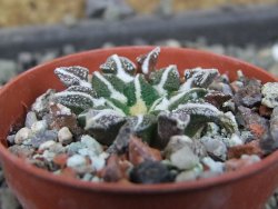 Ariocarpus kotschoubeyanus elephantidens Vista Hermosa pot 5,5 cm - 12405374
