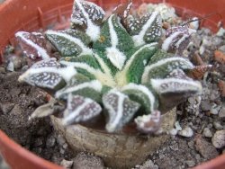 Ariocarpus kotschoubeyanus elephantidens Vista Hermosa pot 5,5 cm - 12405375