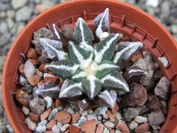 Ariocarpus kotschoubeyanus elephantidens Vista Hermosa pot 5,5 cm