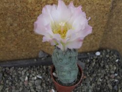 Tephrocactus geometricus Semenáč pot 5,5 cm