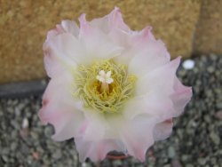 Tephrocactus geometricus Semenáč pot 5,5 cm - 12405381