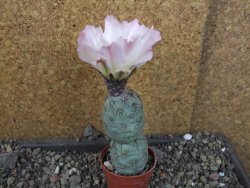 Tephrocactus geometricus Semenáč pot 5,5 cm - 12405382