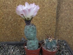 Tephrocactus geometricus Semenáč pot 5,5 cm - 12405383