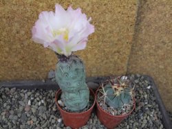 Tephrocactus geometricus Semenáč pot 5,5 cm - 12405384