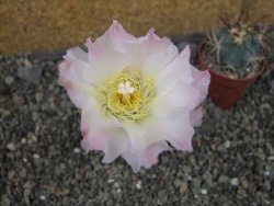 Tephrocactus geometricus Semenáč pot 5,5 cm - 12405385