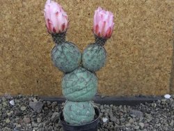 Tephrocactus geometricus Semenáč pot 5,5 cm