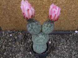 Tephrocactus geometricus Semenáč pot 5,5 cm - 12405391