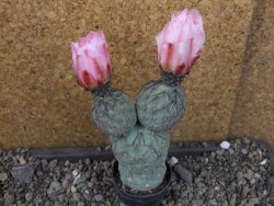 Tephrocactus geometricus Semenáč pot 5,5 cm - 12405393