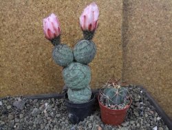 Tephrocactus geometricus Semenáč pot 5,5 cm - 12405394