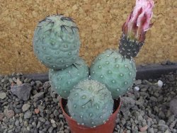 Tephrocactus geometricus Semenáč pot 5,5 cm - 12405395