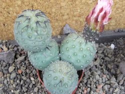 Tephrocactus geometricus Semenáč pot 5,5 cm - 12405396