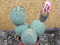 Tephrocactus geometricus Semenáč pot 5,5 cm - 12405397