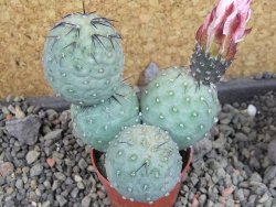 Tephrocactus geometricus Semenáč pot 5,5 cm
