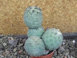 Tephrocactus geometricus Semenáč pot 5,5 cm - 12405399