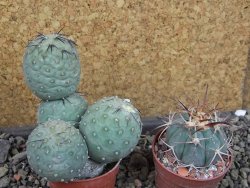 Tephrocactus geometricus Semenáč pot 5,5 cm - 12405400