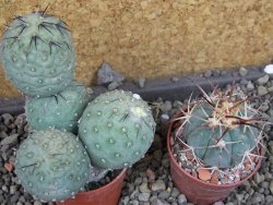 Tephrocactus geometricus Semenáč pot 5,5 cm - 12405401