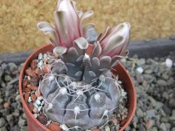 Gymnocalycium prochazkianum select, pot 6,5 cm - 12405402
