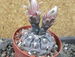 Gymnocalycium prochazkianum select, pot 6,5 cm
