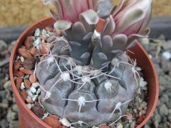 Gymnocalycium prochazkianum select, pot 6,5 cm - 12405404