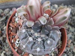 Gymnocalycium prochazkianum select, pot 6,5 cm - 12405405