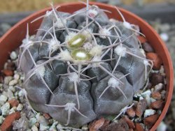 Gymnocalycium prochazkianum select, pot 6,5 cm - 12405406