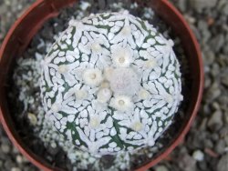 Astrophytum Super Kabuto klon 20/286 pot 6,5 cm Roub - 12405427