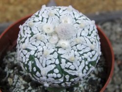 Astrophytum Super Kabuto klon 20/286 pot 6,5 cm Roub - 12405429