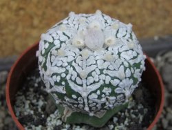 Astrophytum Super Kabuto klon 20/286 pot 6,5 cm Roub - 12405430