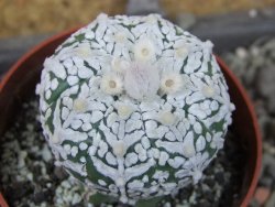 Astrophytum Super Kabuto klon 20/286 pot 6,5 cm Roub - 12405431