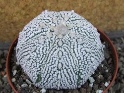 Astrophytum Super Kabuto pot 9 cm - 12405441