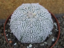 Astrophytum Super Kabuto pot 9 cm - 12405442