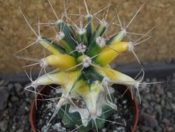 Ferobergia variegata pot 6,5 cm