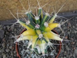 Ferobergia variegarta pot 6,5 cm - 12405444