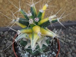Ferobergia variegarta pot 6,5 cm - 12405445
