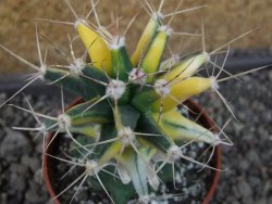 Ferobergia variegarta pot 6,5 cm - 12405446