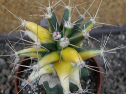 Ferobergia variegarta pot 6,5 cm - 12405448