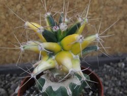 Ferobergia variegarta pot 6,5 cm - 12405449