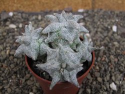 Asrophytum coahuilense Hakuran Hakun pot 5,5 cm Roubovaný - 12408311