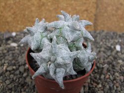 Asrophytum coahuilense Hakuran Hakun pot 5,5 cm Roubovaný - 12408312