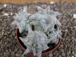 Asrophytum coahuilense Hakuran Hakun pot 5,5 cm Roubovaný - 12408313