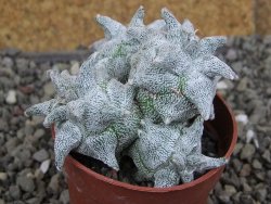 Asrophytum coahuilense Hakuran Hakun pot 5,5 cm Roubovaný - 12408314