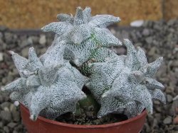 Asrophytum coahuilense Hakuran Hakun pot 5,5 cm Roubovaný - 12408316