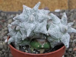 Asrophytum coahuilense Hakuran Hakun pot 5,5 cm Roubovaný - 12408317