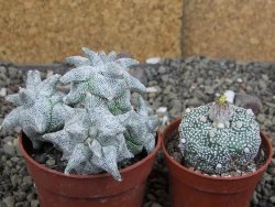 Asrophytum coahuilense Hakuran Hakun pot 5,5 cm Roubovaný - 12408318