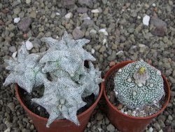Asrophytum coahuilense Hakuran Hakun pot 5,5 cm Roubovaný - 12408319